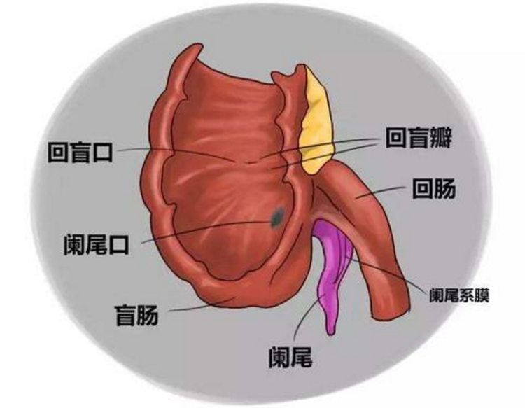 阑尾是从大肠顶端(盲肠)延伸出来的细长器官,长5至10厘米,呈管状结构