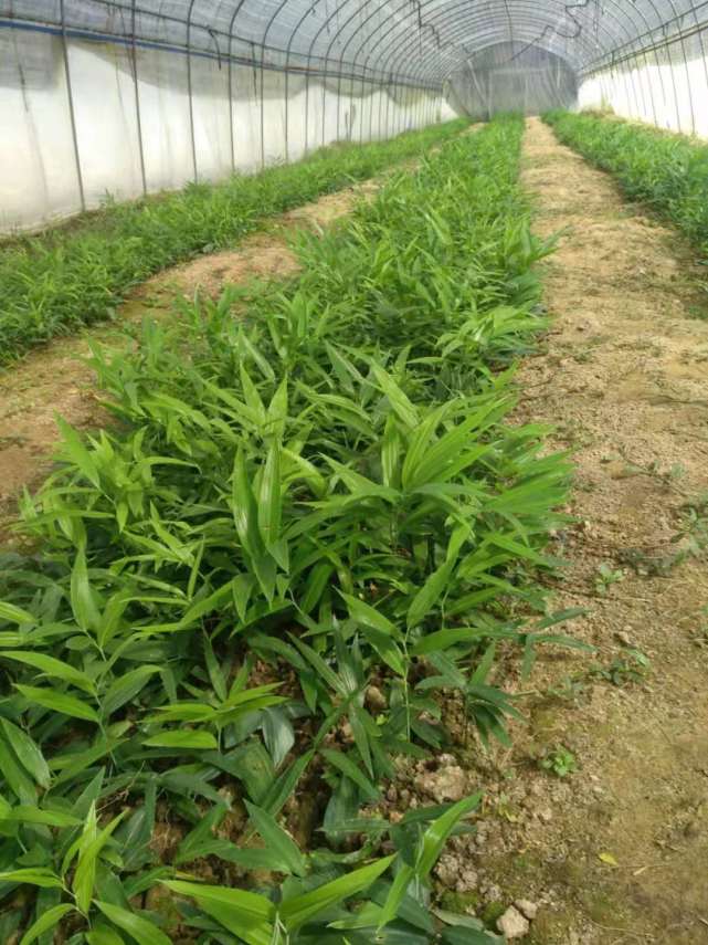 云南春信农业黄精种植助力农户致富脱贫_腾讯网