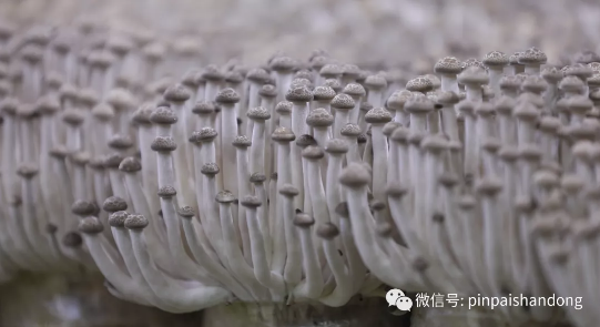 品牌观察:孟子故里如何叫响"邹城蘑菇"?
