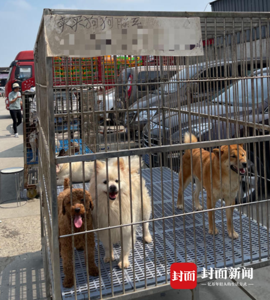 "宠物盲盒"风波后 发货地三联花鸟宠物市场仍然热闹_腾讯新闻