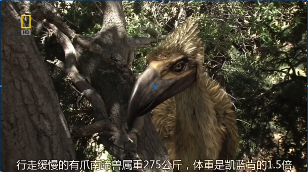 称霸南美洲5800万年,不输剑齿虎,形似鸵鸟的恐怖鸟为何如此强悍?