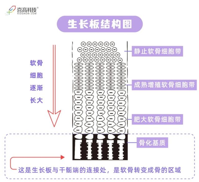 生长因子会促使生长板的软骨细胞不断分化,增殖出新的软骨细胞.