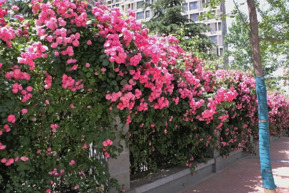 高新一条小巷中,藏着近300米的蔷薇花墙!美到窒息!