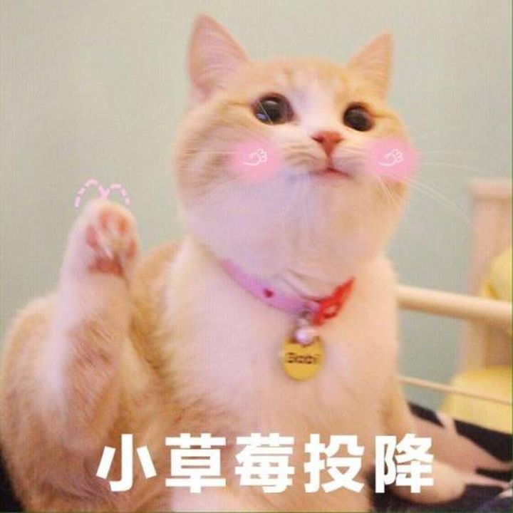 给男朋友道歉的可爱表情包