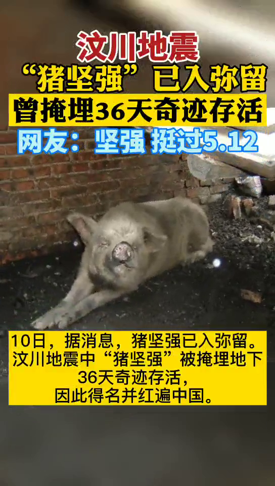 2008年,在废墟下埋了36天的猪坚强被救出