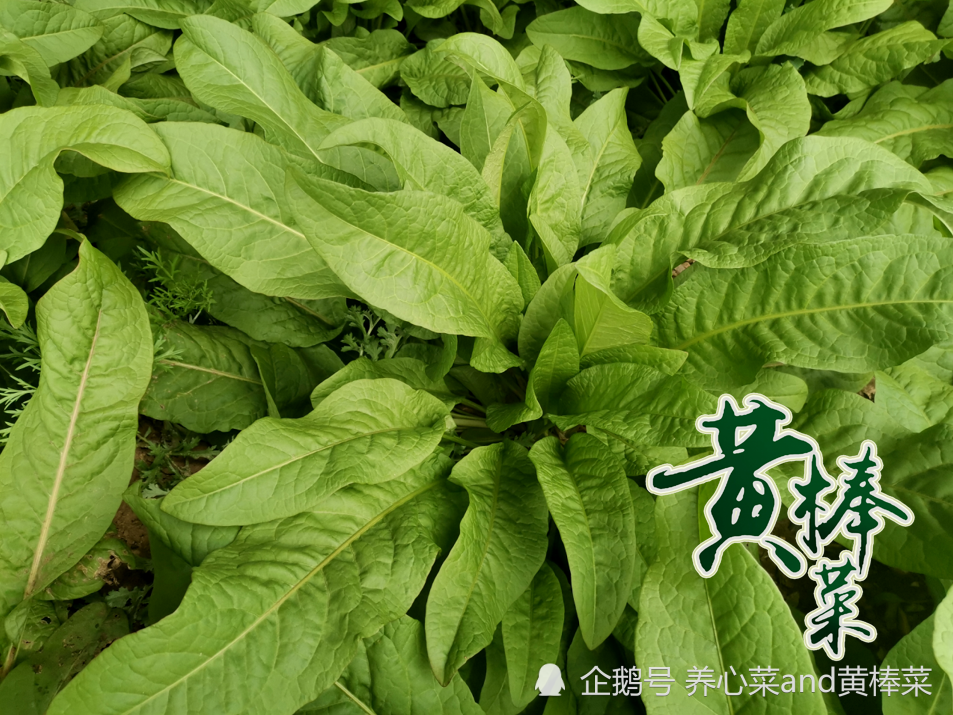 两菜君骄傲官宣:黄棒菜毫无疑问,中国的乡村振兴事业,将在顶层设计与