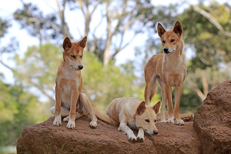 把狗扔到深山老林,狗会不会重新变成狼?澳洲野犬是个典型例子