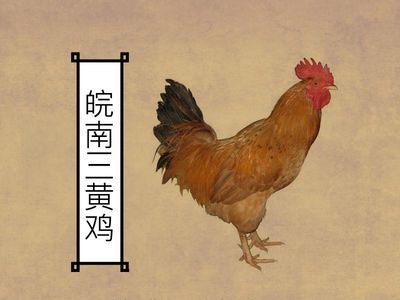 中国十大名鸡,分别来自哪里,长得怎么样?