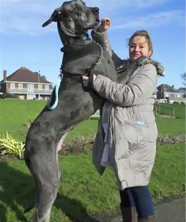 世界上最大的狗:站立时高2.3米,女主人为它拒绝了男性