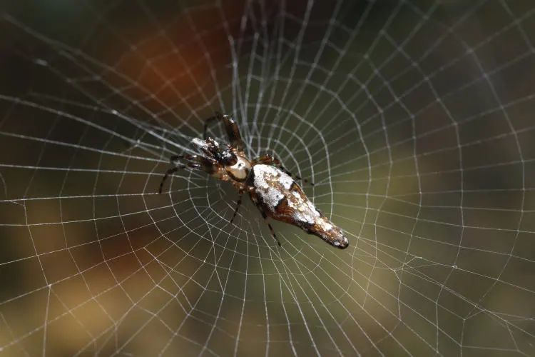 织复杂网的克坦蛛 陆千乐摄 问:深圳已知最大的蜘蛛和最小的蜘蛛是