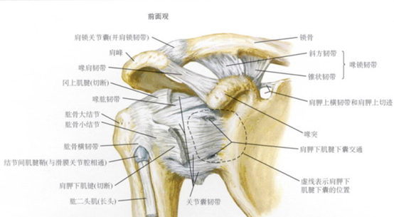 肩关节活动范围很大,但缺乏稳定性,而主要依靠韧带和肌肉结构来维持