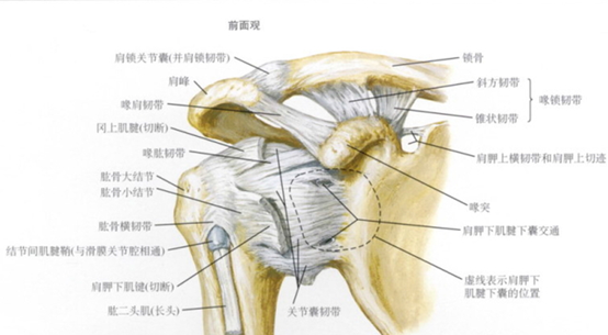 肩部是上肢与躯干的链接,包括盂肱,肩锁,胸锁,肩胛胸关节.