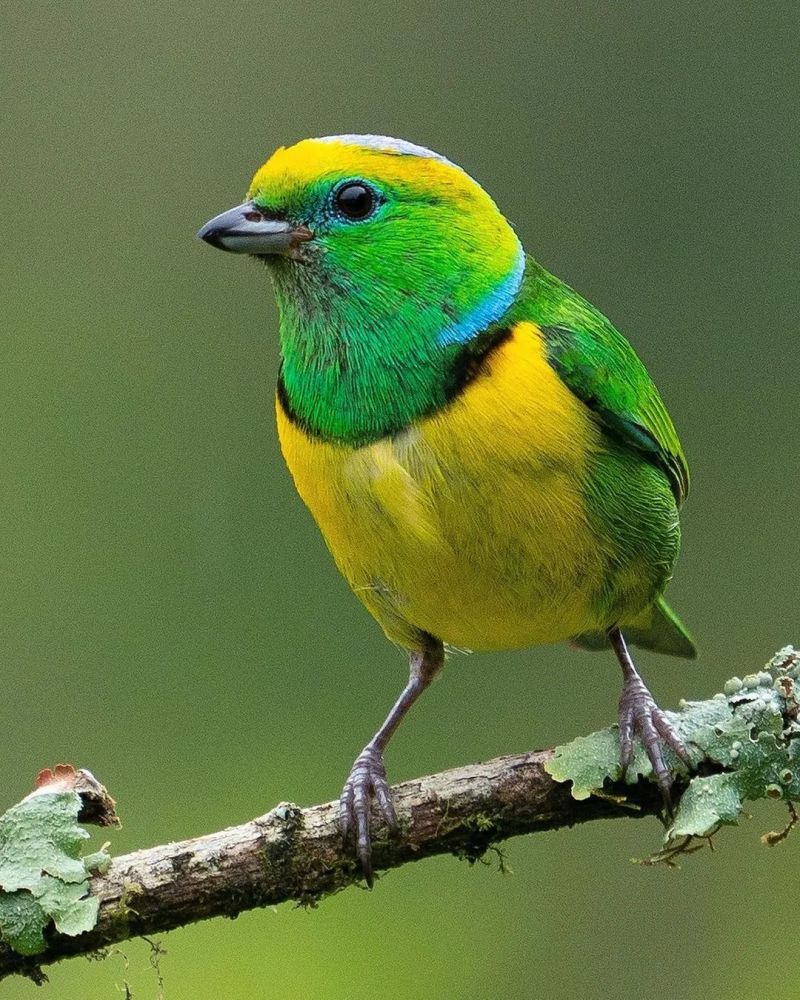 动物世界 一组鸟类超漂亮的摄影图集,请欣赏.