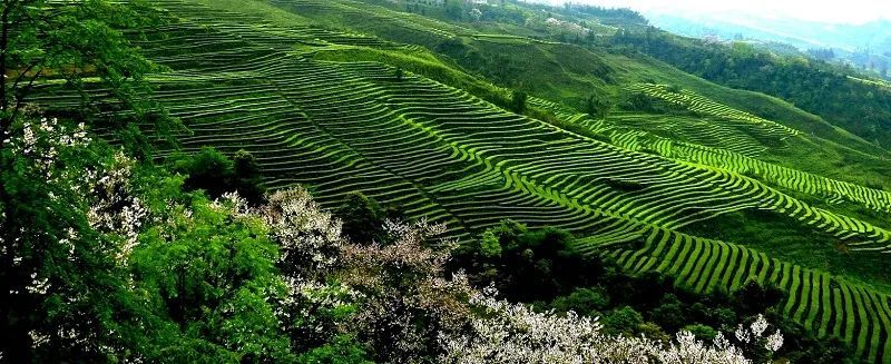 茶山上,来自全球的茶业专家,学者,行业代表兴致勃勃查看茶叶长势,了解