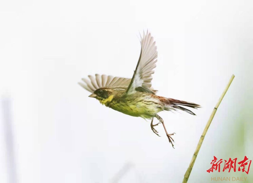 久违了!国家一级保护鸟类黄胸鹀重现南洞庭湖