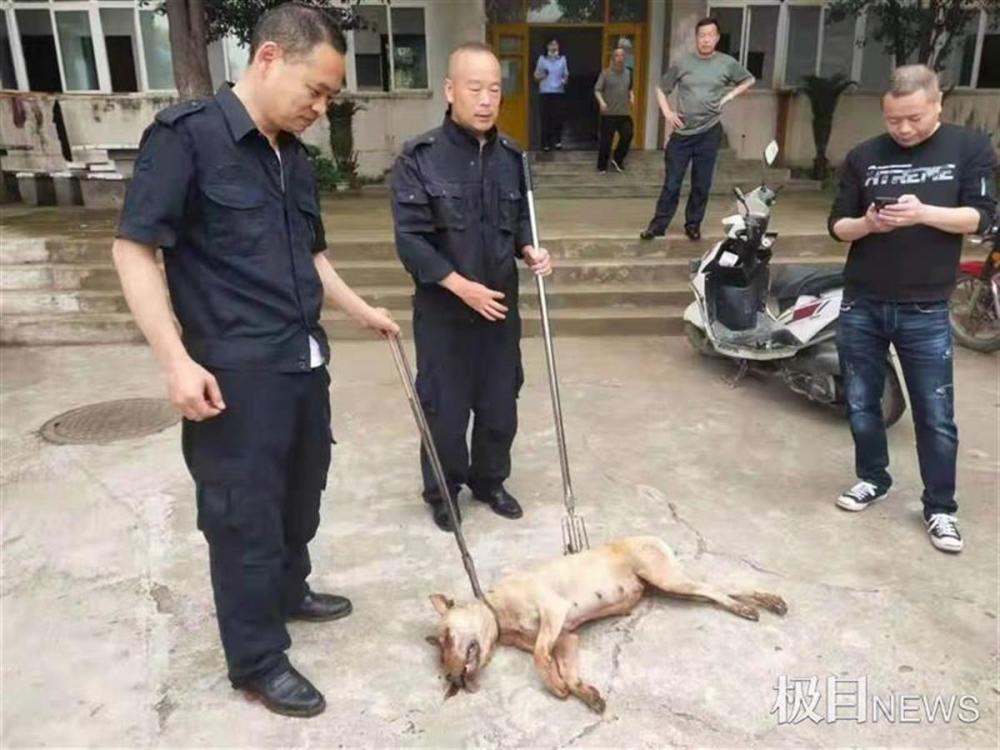恶犬已被击毙黄石全城搜捕伤人恶犬最终将其下套捕杀