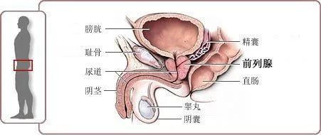 前列腺呈卵圆形,纵径3cm,横径4cm,前后径2cm,重约18—20g,其形状和