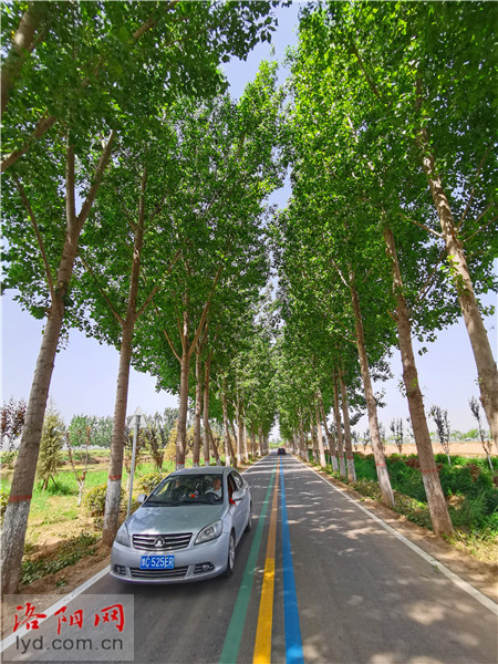 黄河之畔梨飘香!探访洛阳孟津最美乡村旅游公路