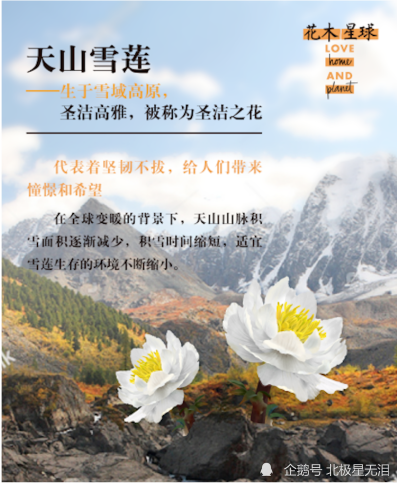 守护圣洁天山雪莲,保护雪莲,引导公众参与天山野生