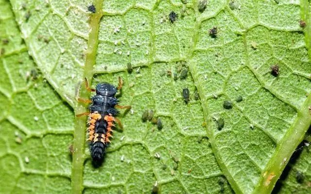 肆虐全球的超级害虫即将被干掉中国科学家已破解其死穴