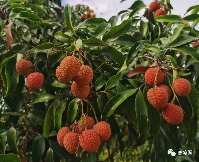 高州喊全球人来吃荔枝啦!