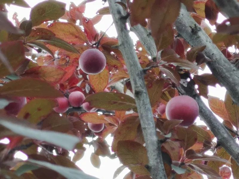 5月的桂林街道上, 紫叶李树结出了一颗颗红彤彤的果子.