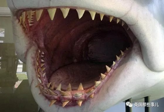 澳洲小哥被鲨鱼咬断腿,硬是找警察要回收走的鲨鱼牙:我拿腿换的!