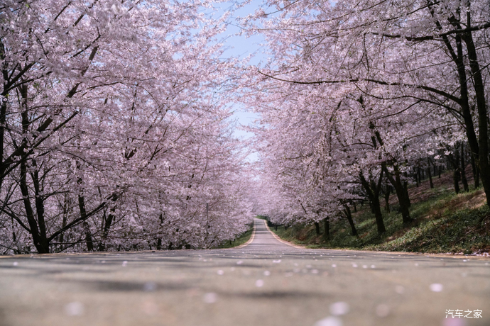 平坝樱花海惊艳又浪漫