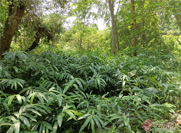 古有"北有高丽参,南有春砂仁"之说,砂仁别称阳春砂仁,又名小豆蔻,浑身