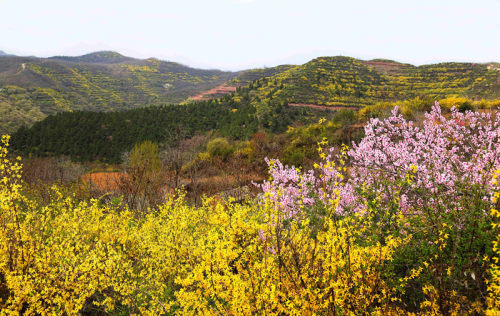 韩城连翘花开美如画满山尽现黄金甲