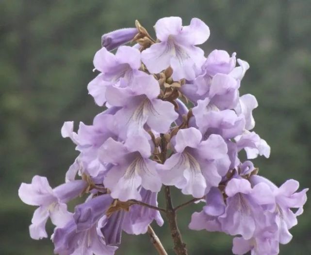 梧桐花开了