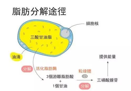 出汗越多脂肪燃烧越快?醒醒吧你