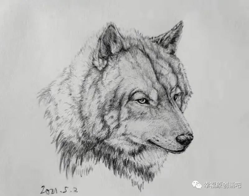 种类:钢笔画              类别:钢笔速写 作品:狼