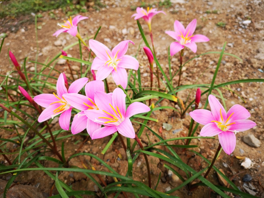 太阳出来了小院里的风雨兰盛开娇柔美丽