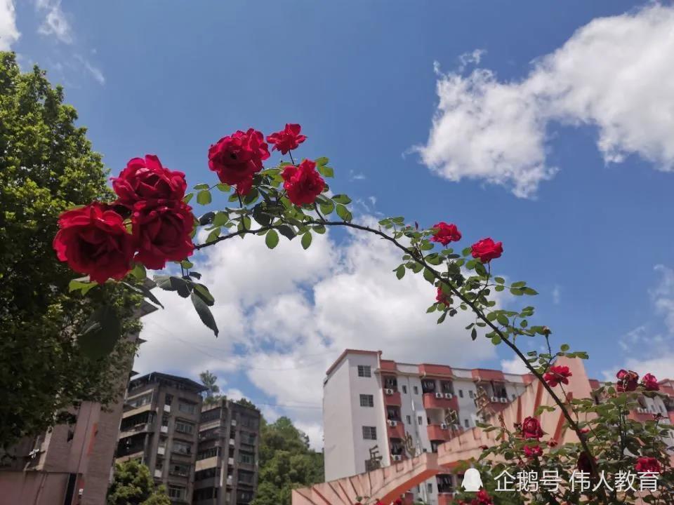 伟人教育:百年名校,教育明珠,请欣赏广安岳池中学风采