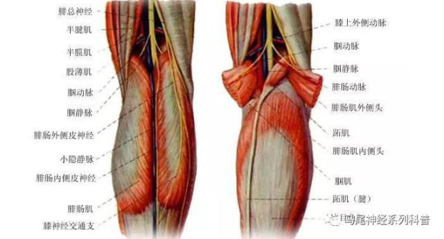 腓总神经亦称为腓神经或腘外神经,来自第4,5腰神经和第1,2骶神经前支