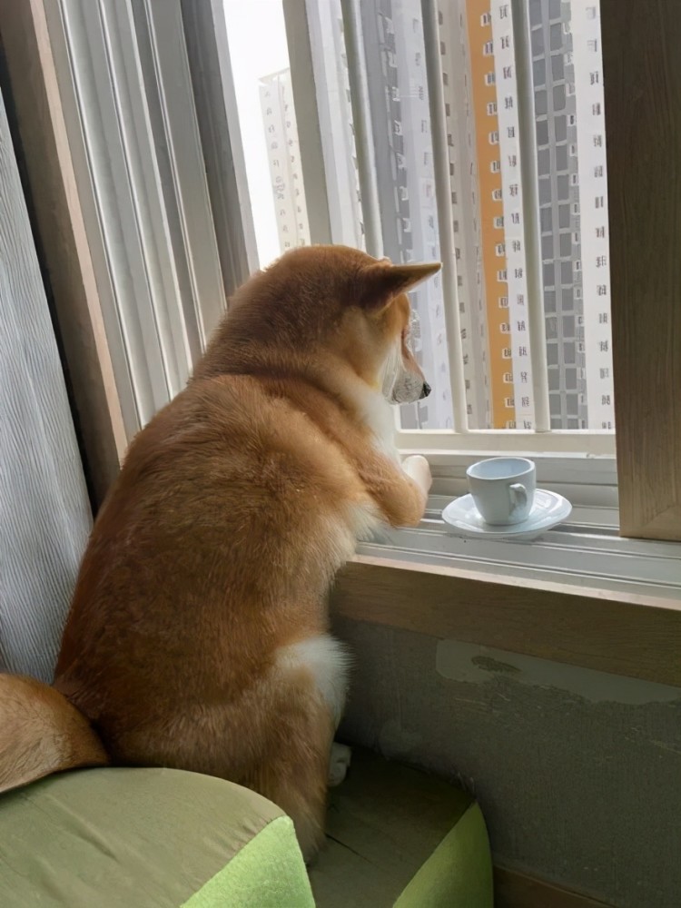 柴犬喜欢趴在窗边看风景,结果铲屎官的骚操作,把大家都萌到了!