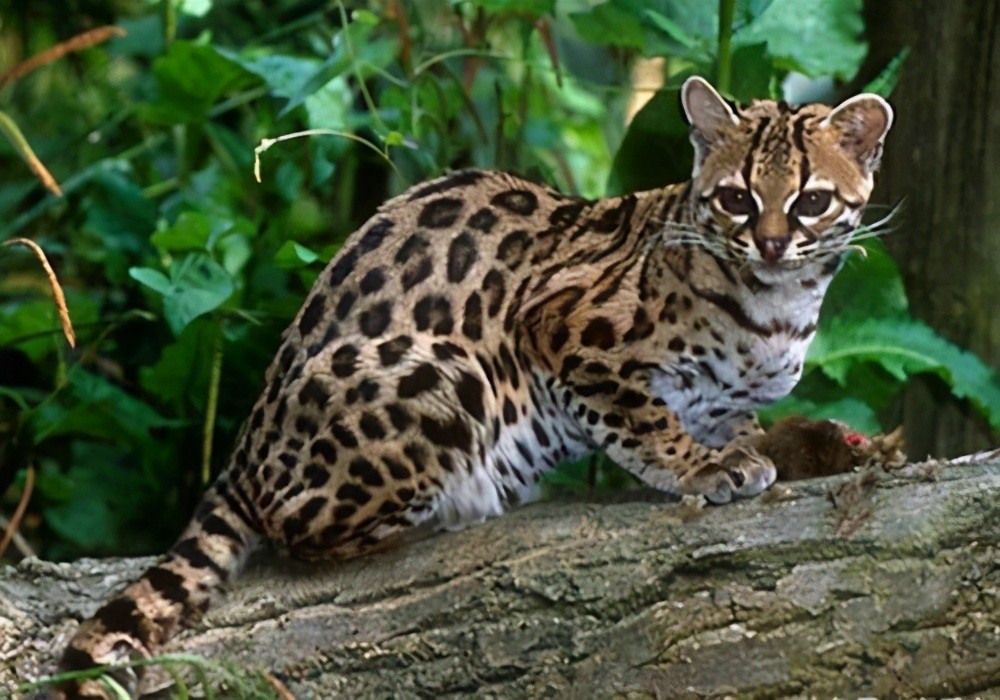 一,豹猫是什么 豹猫隶属猫科猫亚科豹猫属,也叫山狸,铜钱猫,属于
