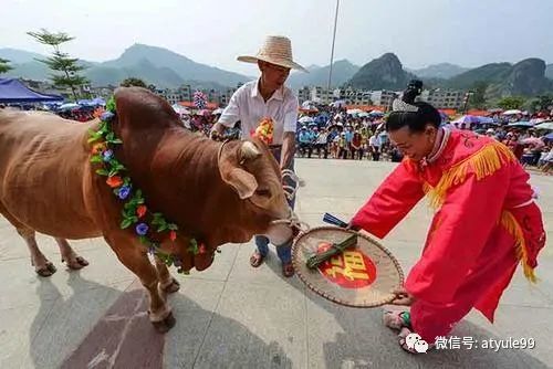 壮族—牛魂节|壮族|敬牛|祭祀|牛王