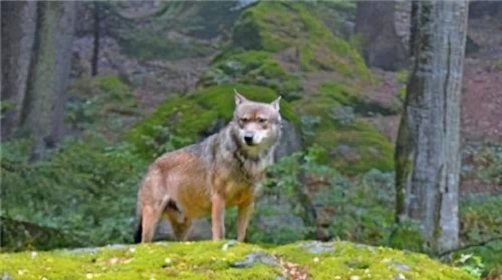 一只"变异狼"从切尔诺贝利地区逃出,它会给人类带来何种影响?