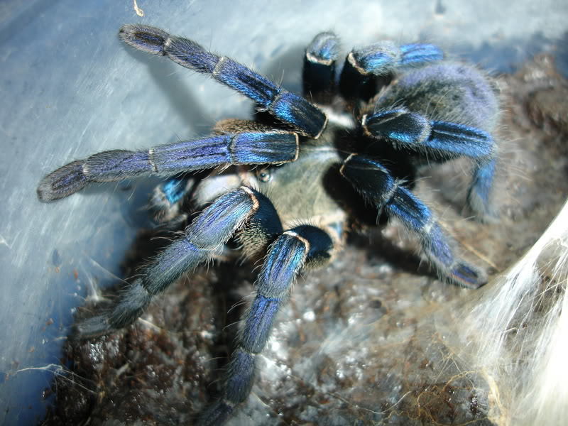巨人食鸟蛛:以鸟类为食的蜘蛛,体长近30厘米的"蜘蛛王