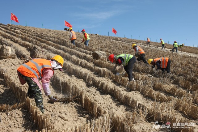 5月9日,工人在阿勒泰至乌鲁木齐在建高速公路两旁构筑防风固沙的草