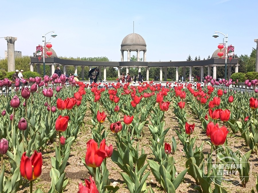 吉镜头丨长春公园郁金香花开满园