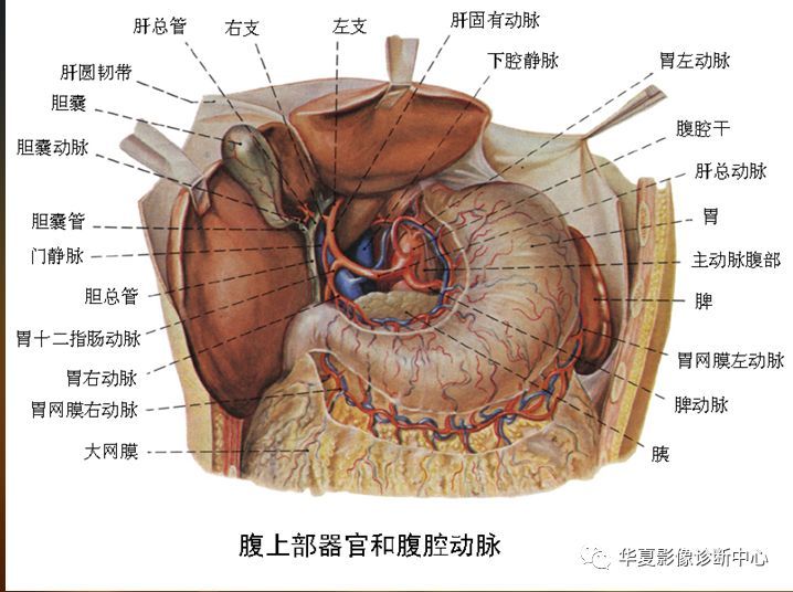 【收藏】全腹部高清ct图谱,淋巴结彩色图谱,血管解剖图谱大汇总!