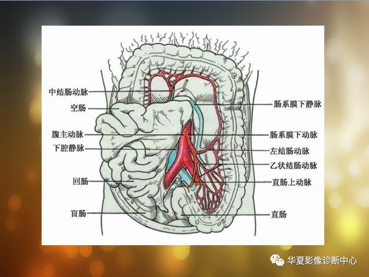 全腹部高清ct图谱汇总内含淋巴结彩色图谱血管解剖图谱