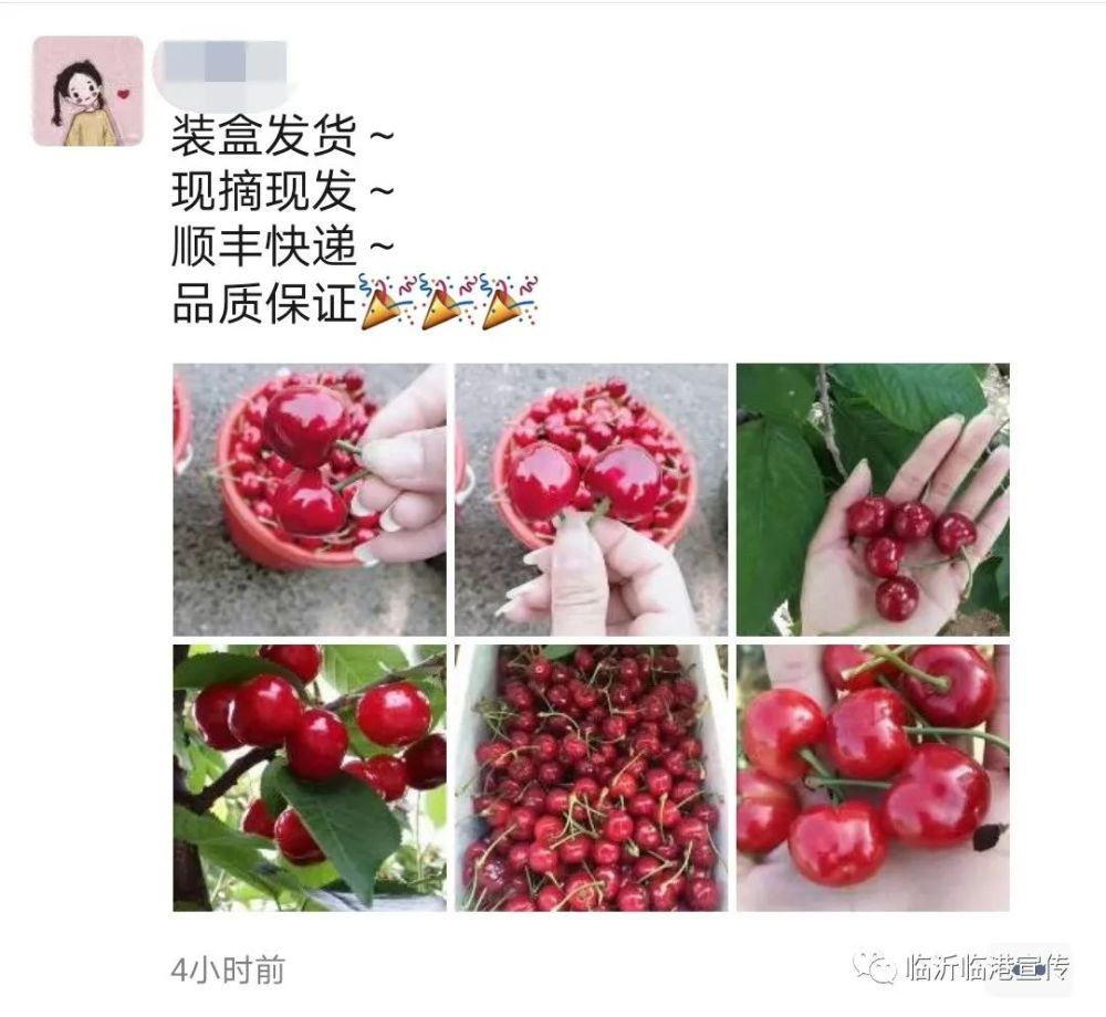 别急 小编朋友圈里的樱桃已经开始"红"了