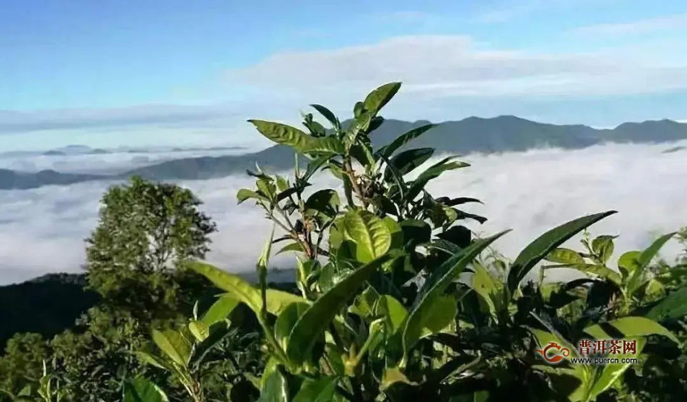 邦东茶区有哪些山头