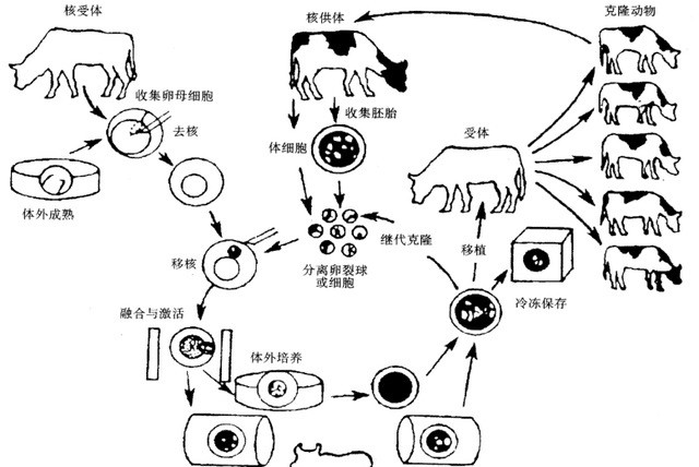 为什么现在不提克隆了看下多莉的一生你会理解的