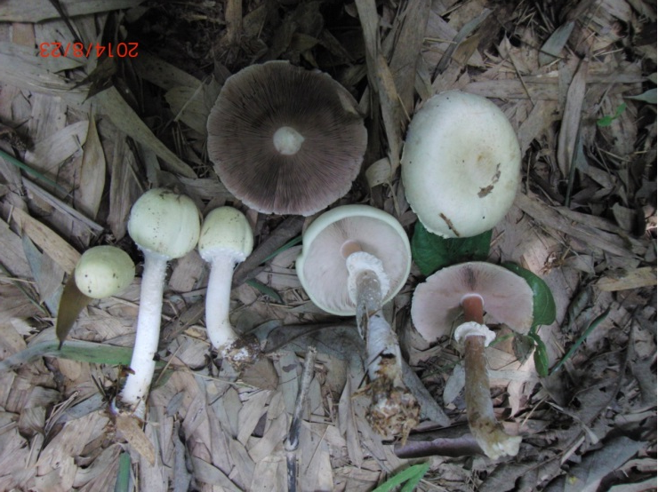 【注意】本市常见的这6种野生毒蘑菇切勿采摘,食用!