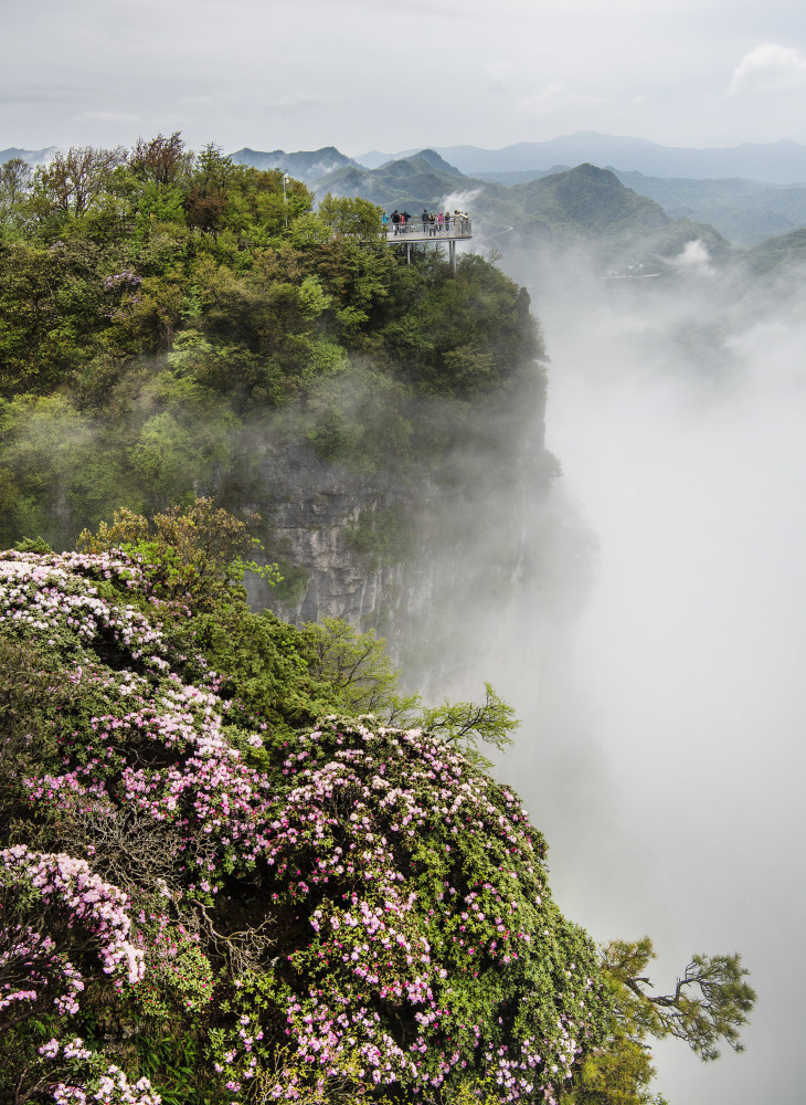 (环境)汉中龙头山:云中杜鹃更娇美